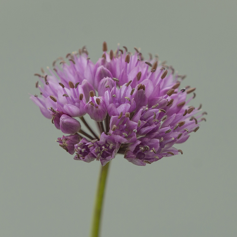 Allium lusitanicum I , à 25