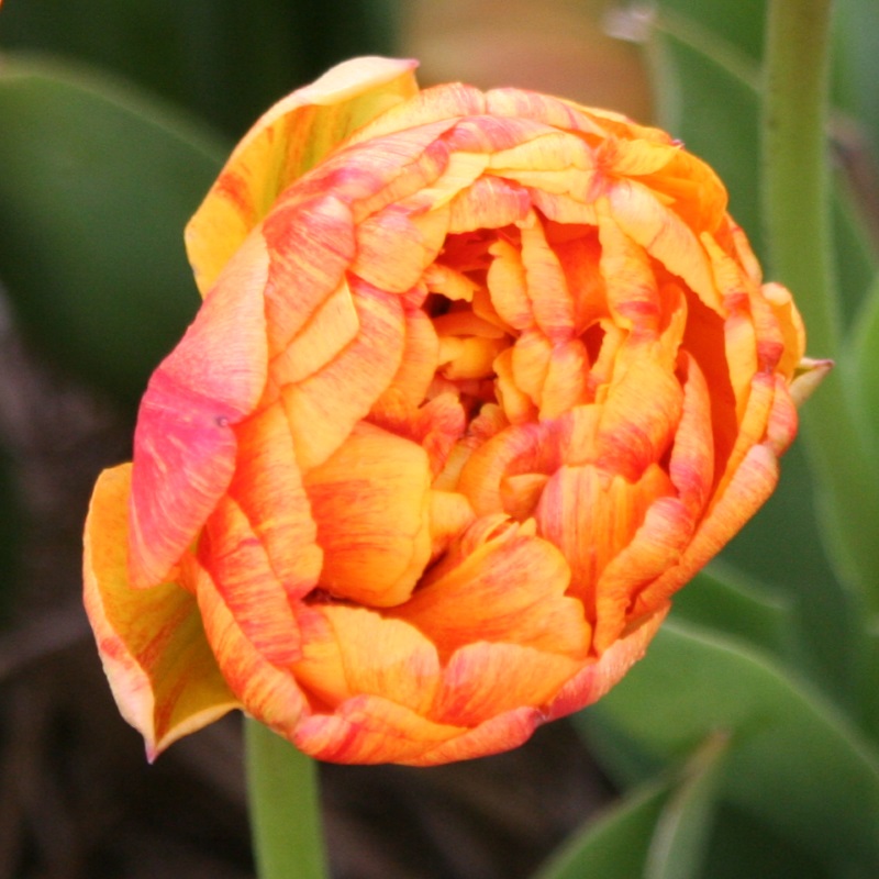 Tulipa Sun Lover® 12/+ , à 50