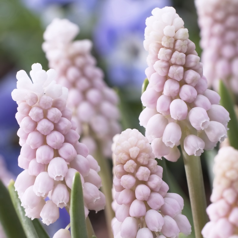 Muscari Pink Sunrise® 5/+ , à 100