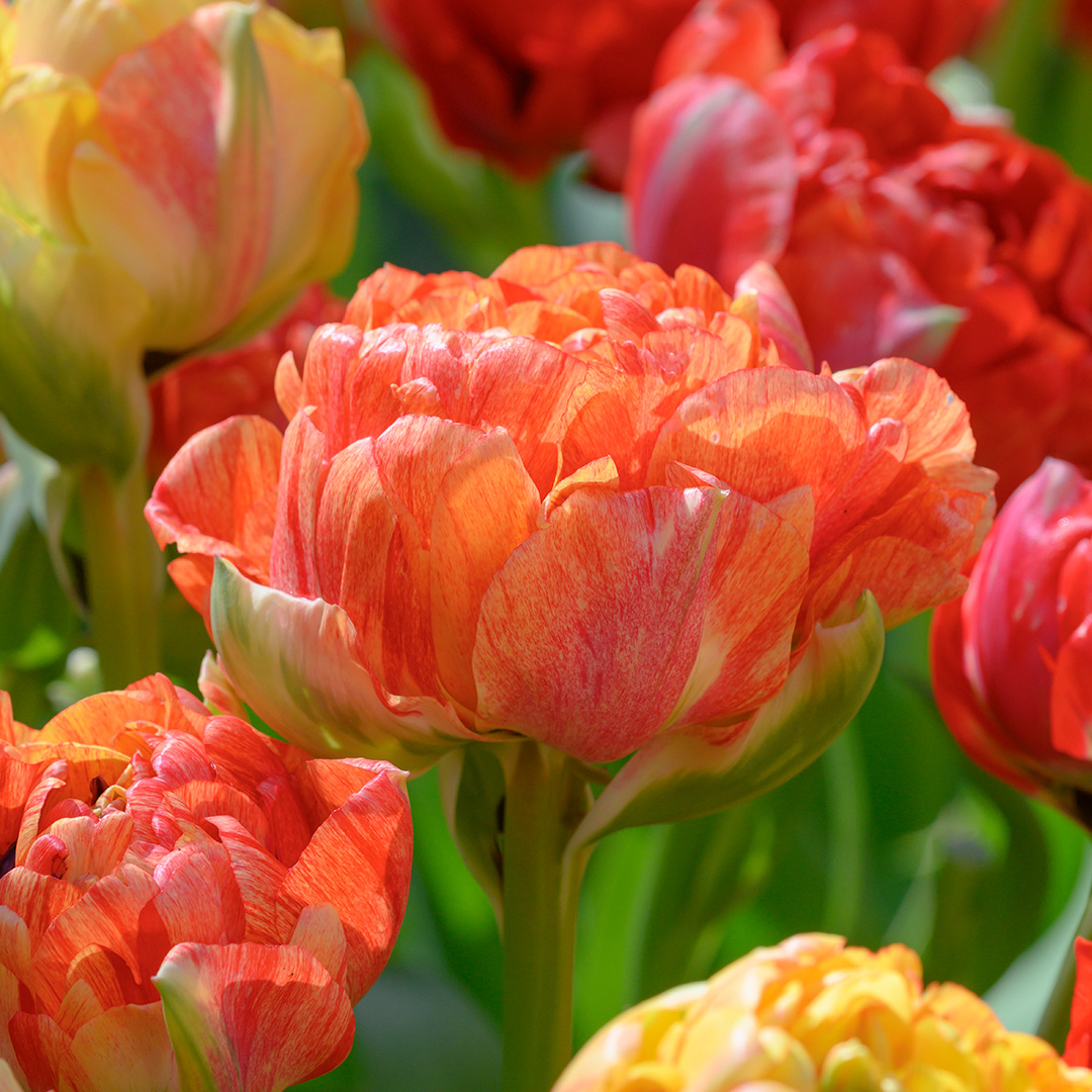 Tulipa Gudoshnik Double 12/+ , à 50