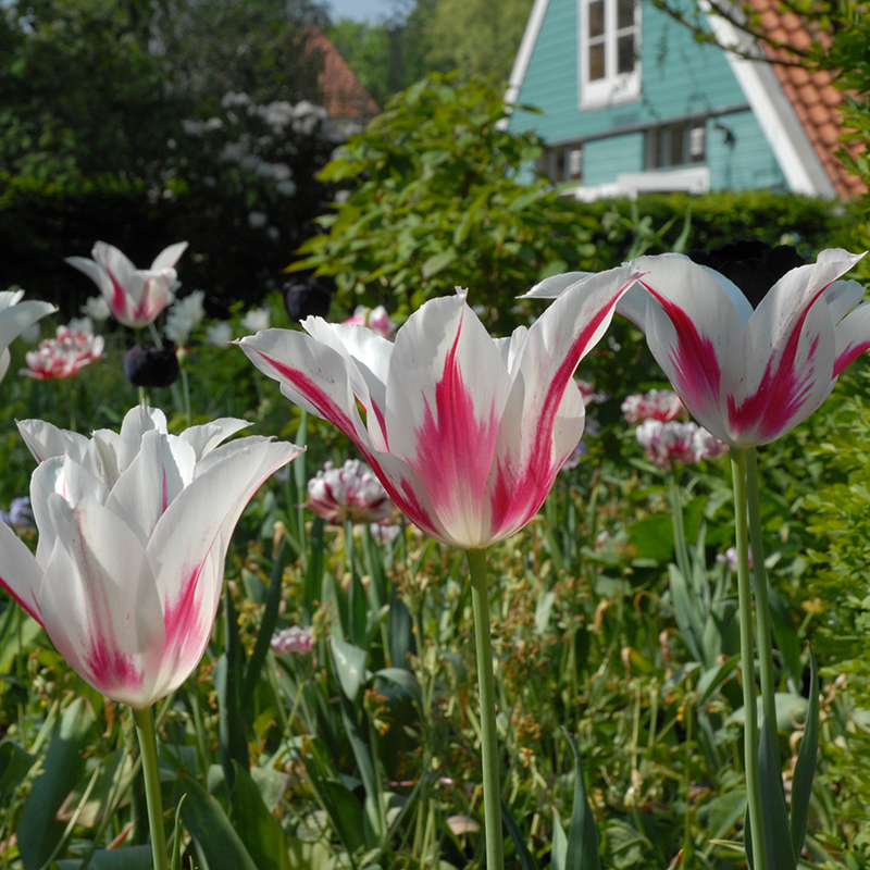 Tulipa Marilyn 12/+ , à 50