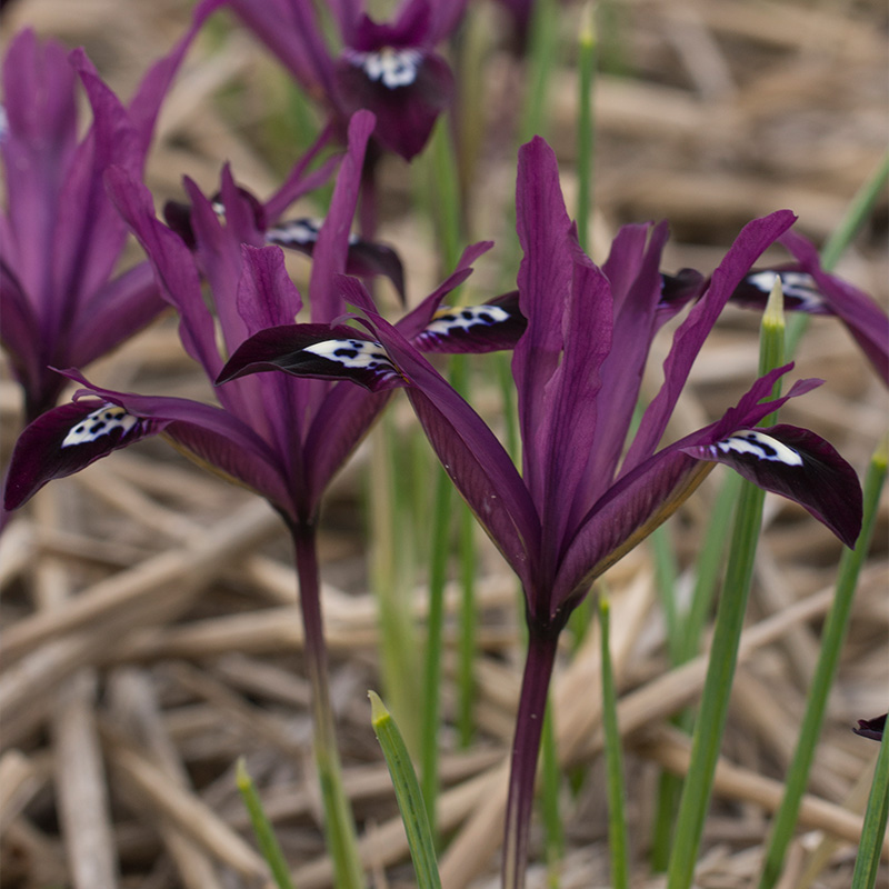 Iris reticulata Pauline 6/+ , à 100