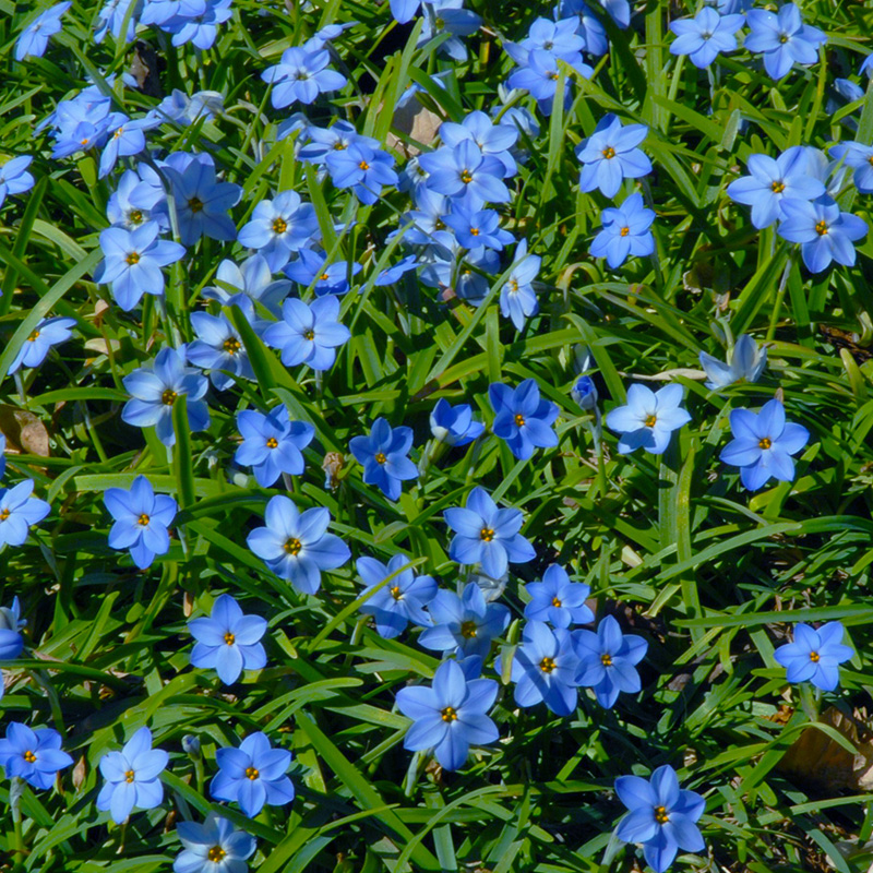 Ipheion Rolf Fiedler 4/+ , à 100