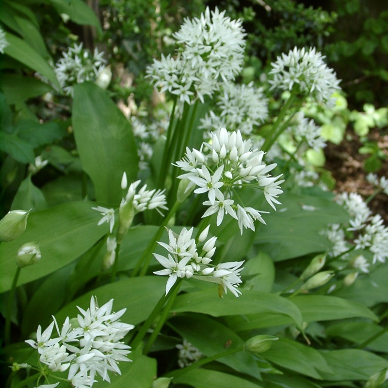 Allium ursinum I , à 100