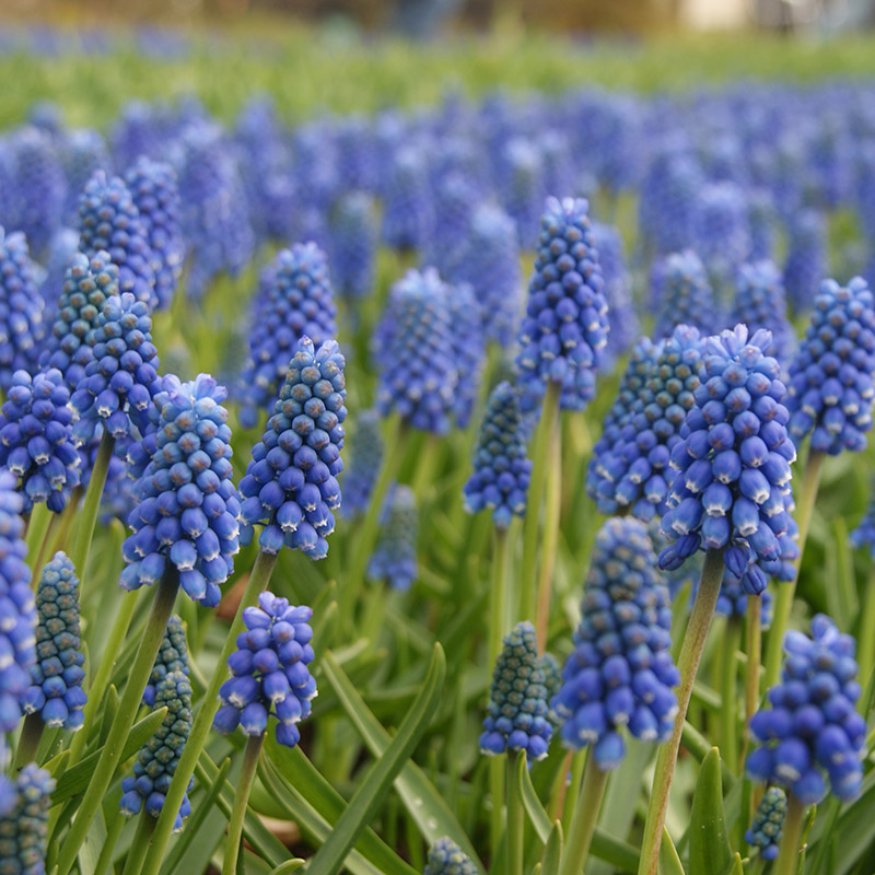 Muscari aucheri Blue Magic® 8/9 , à 100