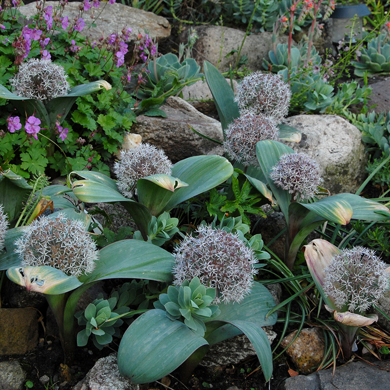 Allium karataviense 14/+ , à 25
