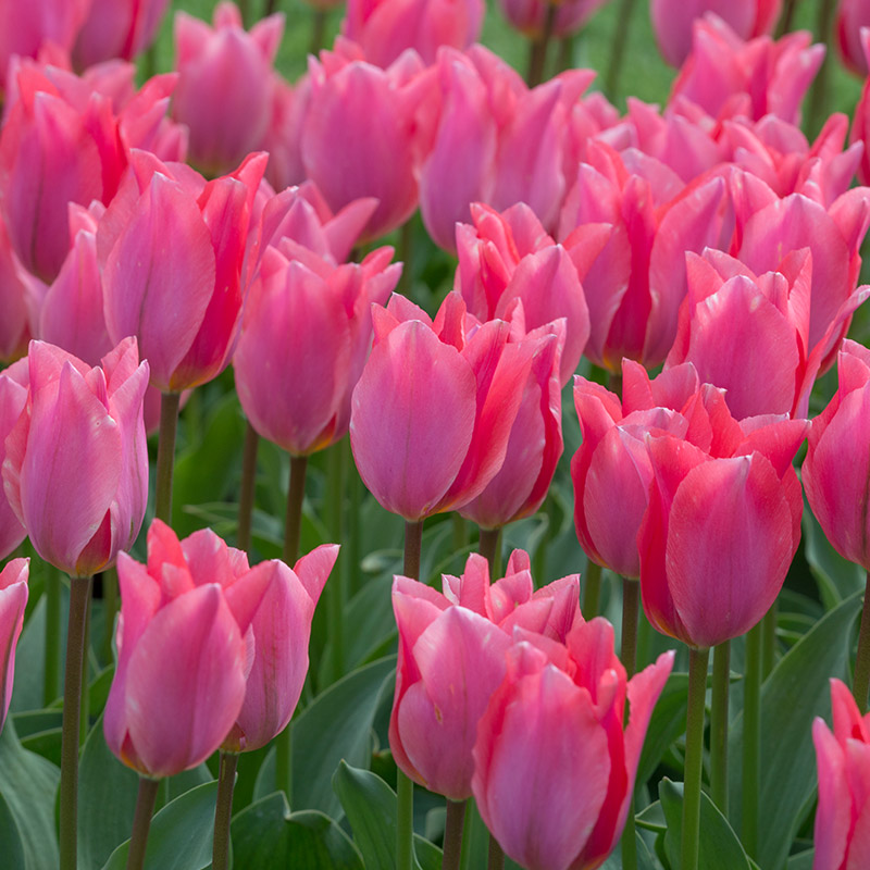 Tulipa Albert Heijn® 12/+ , à 50