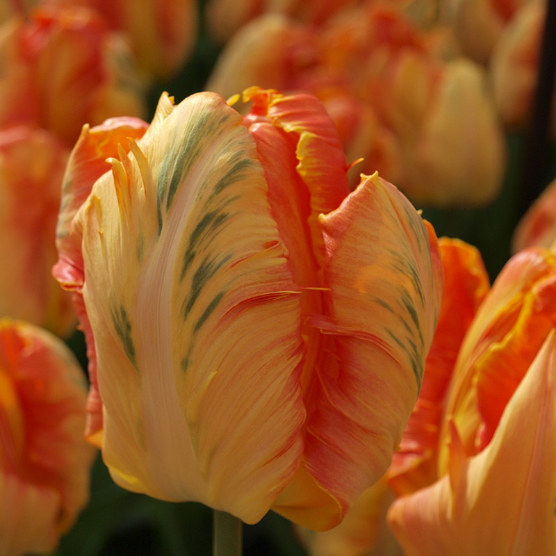 Tulipa Professor Röntgen 12/+ , à 50