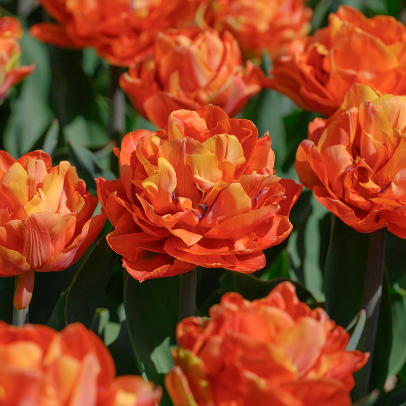 Tulipa Valdivia® 12/+ , à 50