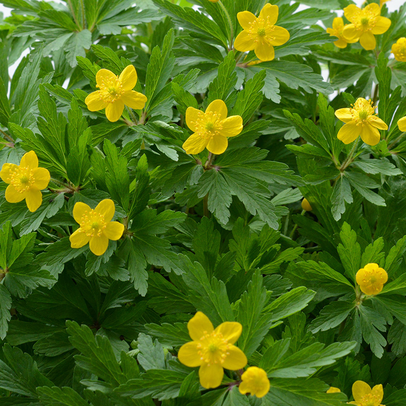 Anemone ranunculoides I , à 100