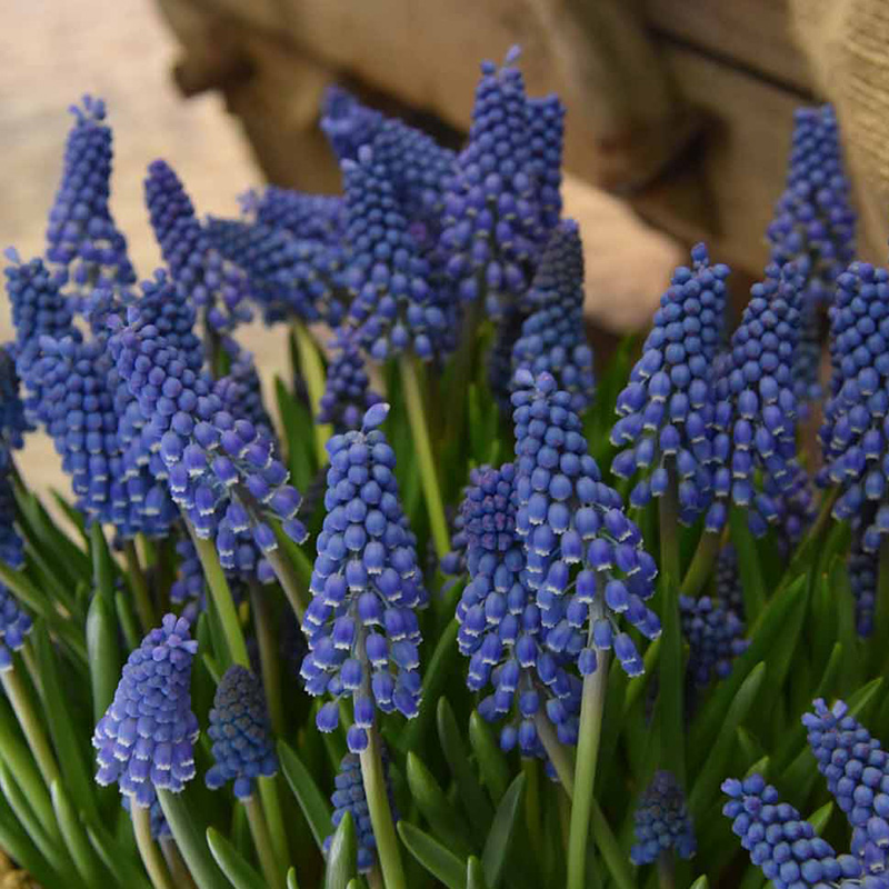 Muscari Big Smile® 9/10 , à 100
