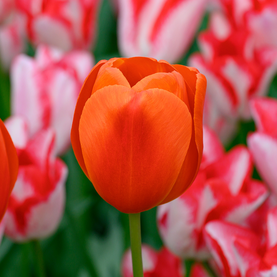 Tulipa Cadans® 12/+ , à 50