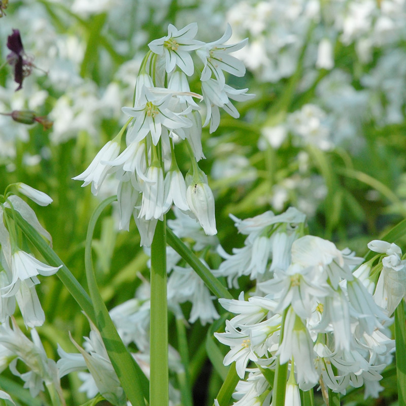 Allium triquetrum 5/+ , à 100