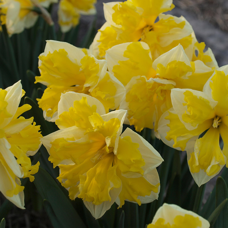 Narcissus Banana Splash sp12/14 , à 50