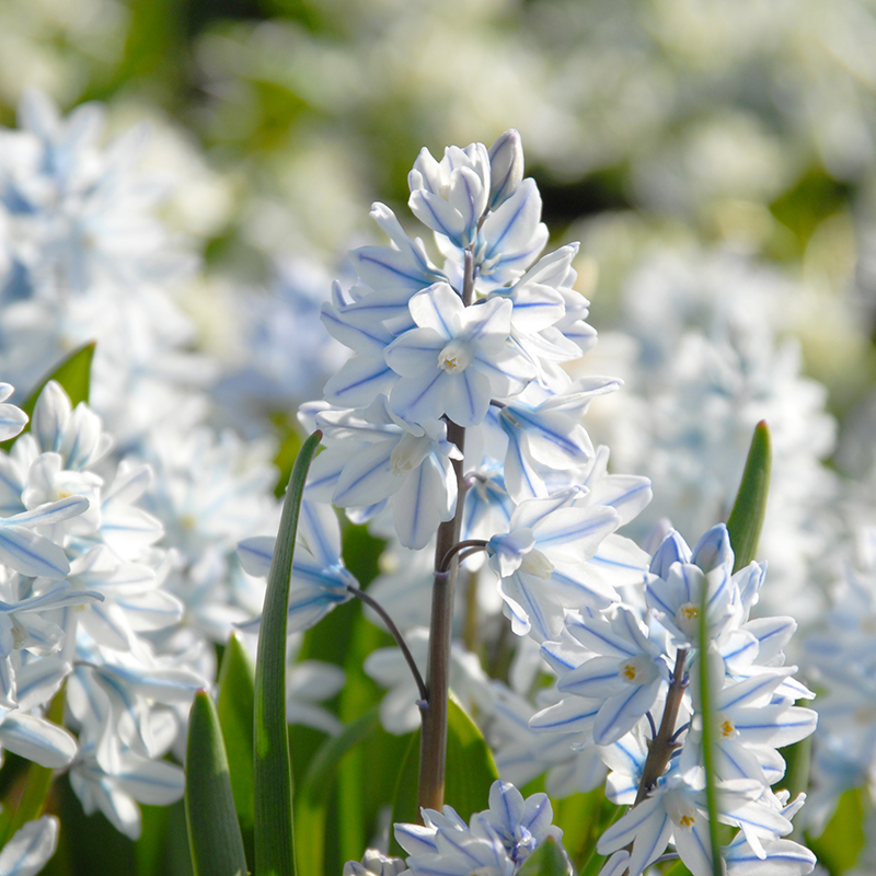 Puschkinia scill. var. libanotica 6/+ , à 100