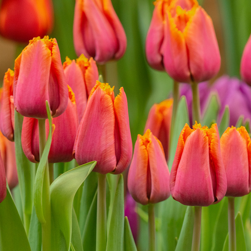 Tulipa Louvre Orange 12/+ , à 50